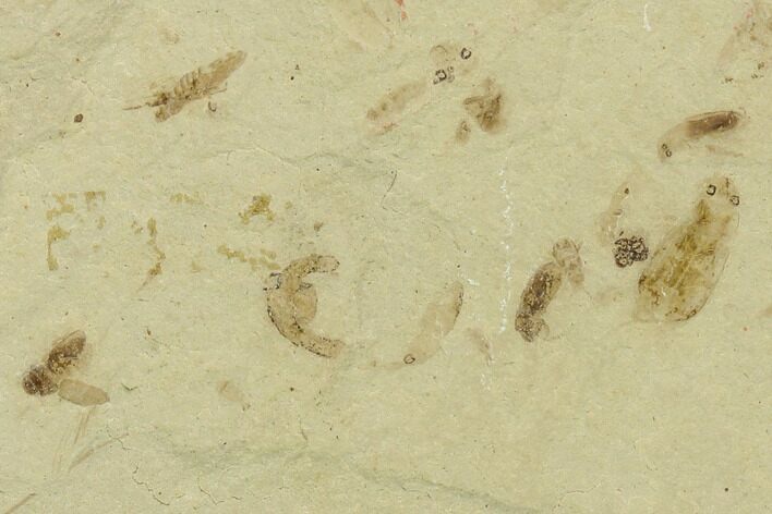 Beetle Fossil Cluster- Green River Formation, Utah #101661